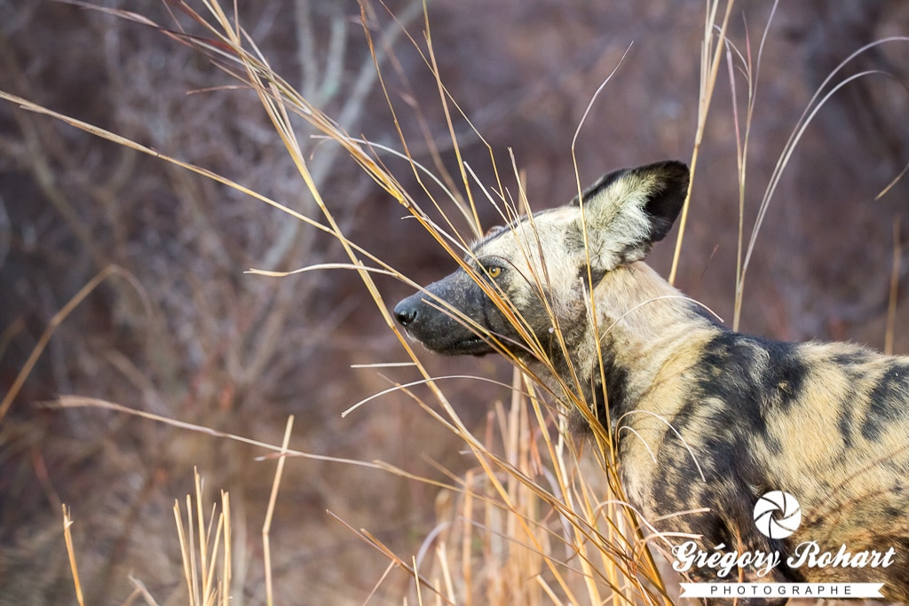 4 jours de safari dans le Kruger