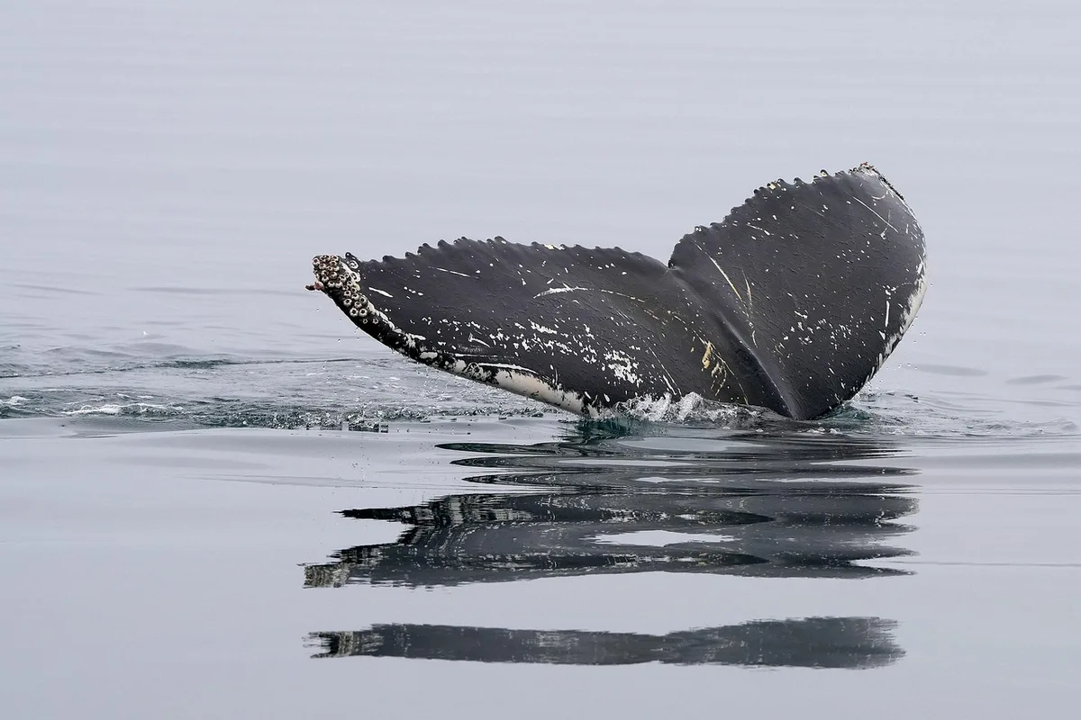 Tiburón ballena mostrando su aleta dorsal característica en aguas oceánicas