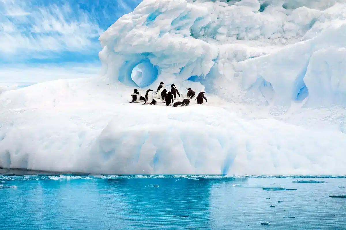 Colonia de pingüinos en la costa rocosa de Isla Pingüino vista a distancia