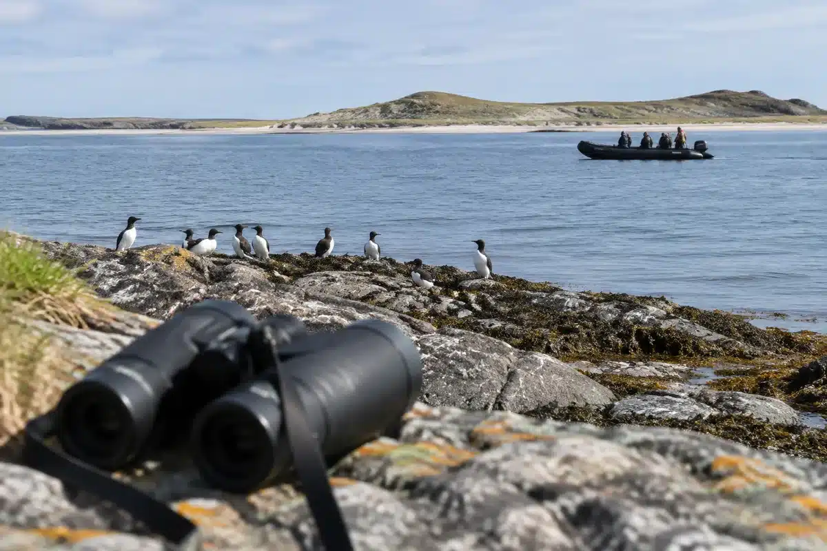 Los pingüinos de Isla Pingüino en la Patagonia, en su hábitat natural