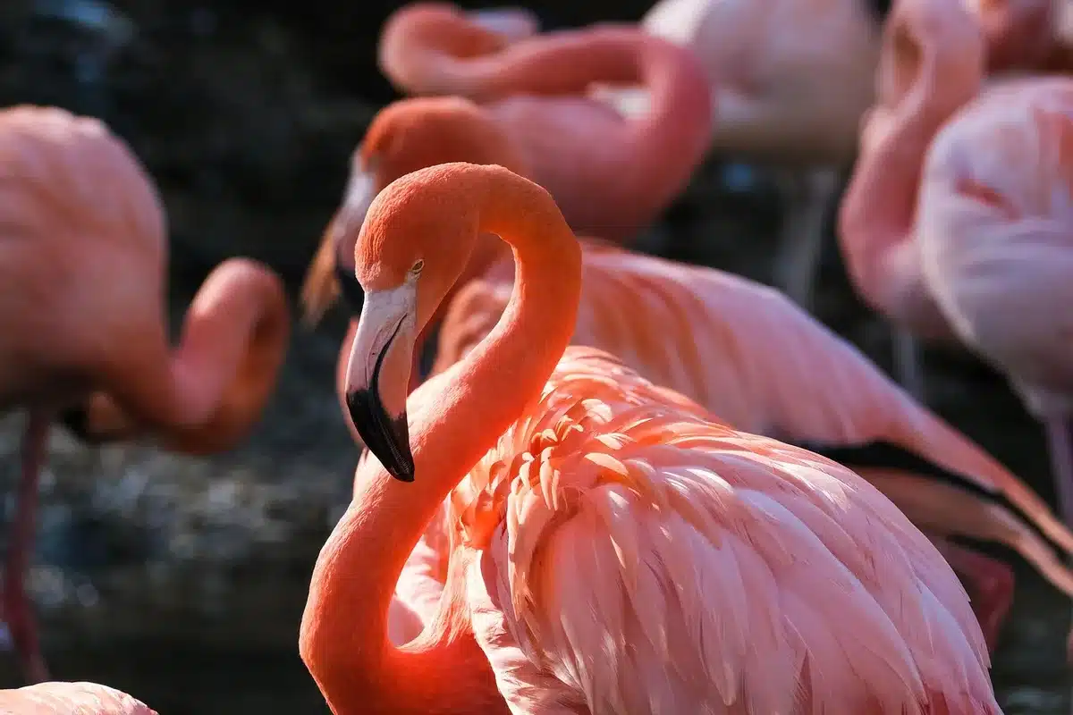 Llanura de caldera con cebras y flamencos, acacias en la lejanía