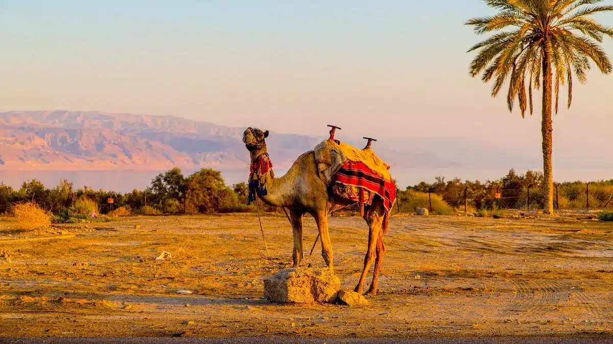 Palmeras junto a un cauce rocoso con pequeñas cascadas en un oasis montañoso